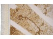 Акриловий килим Nuance 1509 CREAM - Висока якість за найкращою ціною в Україні - зображення 2.
