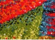 Child's carpet Kolibri 11018/140 - high quality at the best price in Ukraine - image 4.