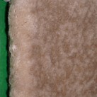 Акриловий килим Florence 0431 ivory-caramel - Висока якість за найкращою ціною в Україні зображення 3.