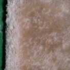 Акриловий килим Florence 0447 cream-ivory - Висока якість за найкращою ціною в Україні зображення 4.