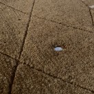 Високоворсний килим Lalee Diamond 146 BLACK - Висока якість за найкращою ціною в Україні зображення 5.