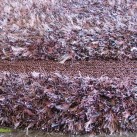 Високоворсний килим Lalee Sepia 100 violet - Висока якість за найкращою ціною в Україні зображення 3.