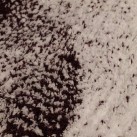Високоворсний килим Montreal 915 EFLATUN-CREAM - Висока якість за найкращою ціною в Україні зображення 2.