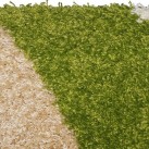 Високоворсный килим Shaggy 9109A Green-Optik Beyaz - Висока якість за найкращою ціною в Україні зображення 3.