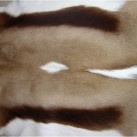 Шкіра газелі GAZELA NATURAL GZ01 ANTIDORCAS MARSUPIALIS - Висока якість за найкращою ціною в Україні зображення 2.