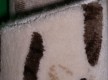 Акриловий килим Florence 0462 cream-brown - Висока якість за найкращою ціною в Україні - зображення 4