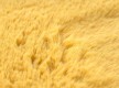 Килим BUNNY yellow - Висока якість за найкращою ціною в Україні - зображення 5