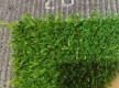 Grass Congrass Java 20 - high quality at the best price in Ukraine - image 2