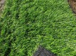 Искусственная трава Landgrass 30 - высокое качество по лучшей цене в Украине - изображение 4
