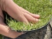 Grass Landgrass 15 - high quality at the best price in Ukraine - image 4