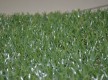 Искусственная трава MSC MOONGRASS-DES 20мм - высокое качество по лучшей цене в Украине - изображение 2