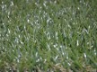 Искусственная трава MSC MOONGRASS-DES 20мм - высокое качество по лучшей цене в Украине - изображение 3