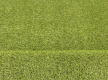 Аrtificial grass Alvira - high quality at the best price in Ukraine - image 3