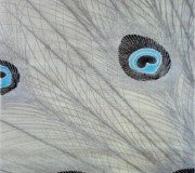 Акриловий килим Paris 0052 turgulse - высокое качество по лучшей цене в Украине.