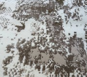 Синтетична килимова доріжка C1674 BROWN/BROWN - высокое качество по лучшей цене в Украине.