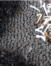 Високоворсний килим Polyester Porto Shaggy A374A CREAM - высокое качество по лучшей цене в Украине.