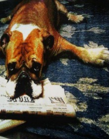 Килим картина з тваринами Kolibri (Колібрі) 11277/180 - высокое качество по лучшей цене в Украине.