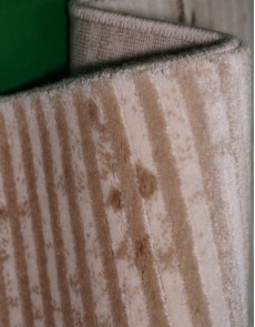 Акриловий килим Florence 0475 cream-ivory - высокое качество по лучшей цене в Украине.