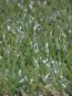 Штучна трава MSC MOONGRASS-DES 20мм - высокое качество по лучшей цене в Украине - изображение 2.