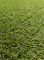 Искусственная трава  Alvira - высокое качество по лучшей цене в Украине - изображение 1.