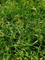 Штучна трава Condor Grass Apollo 25 - высокое качество по лучшей цене в Украине - изображение 2.